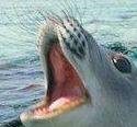 IntiGriti profile picture for @seal