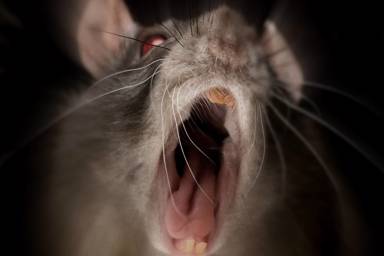 IntiGriti profile picture for @rat